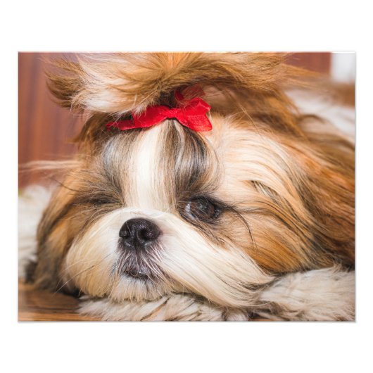 Aangepaste foto van je hond van een huisdier foto afdruk (Voorkant)