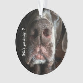 Aangepaste foto van Nose Chocolate Lab Nose Ornament (voorkant)