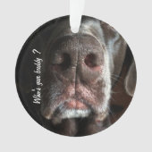Aangepaste foto van Nose Chocolate Lab Nose Ornament (voorkant)