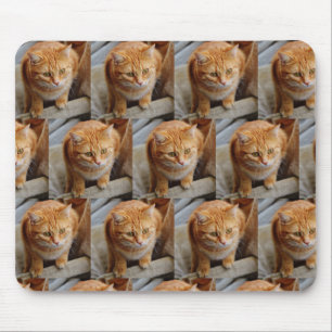 Aangepaste fotosjabloon collage huisdierfamilie muismat