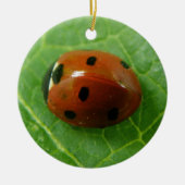 Aangepaste geboortedag in het Ladybug Keramisch Ornament (Voorkant)