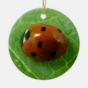 Aangepaste geboortedag in het Ladybug Keramisch Ornament