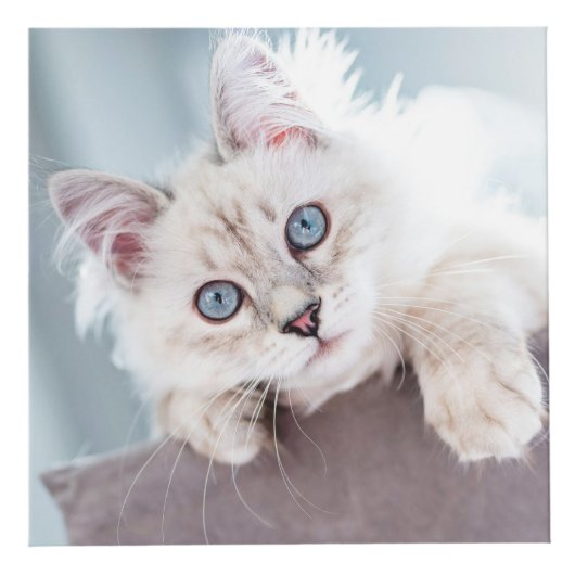 Aangepaste Gepersonaliseerde Kat Keepsake Pet Foto Kubus (Voorkant)