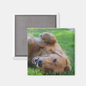 Aangepaste huisdier foto magneet (Voorkant / Achterkant)