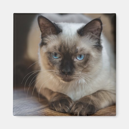 Aangepaste huisdier kat foto gepersonaliseerd magneet (Voorkant)