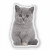 Aangepaste Huisdier, Kat, Hond Die Cut Vinyl Water Sticker (Voorkant)