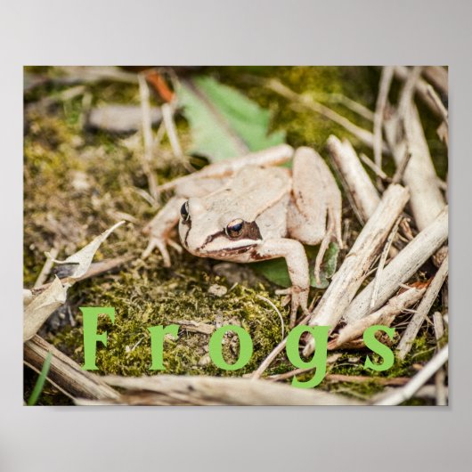 Aangepaste "kikkers" Amphibians Poster van houtkik (Voorkant)