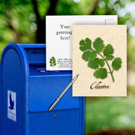 Aangepaste korianderkruidpostkaart briefkaart