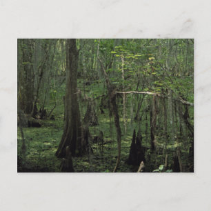 Aangepaste Louisiana-fotofoto-Briefkaarten van de  Briefkaart