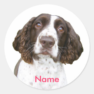 Aangepaste naam Engelse Springer Spaniel Stickers