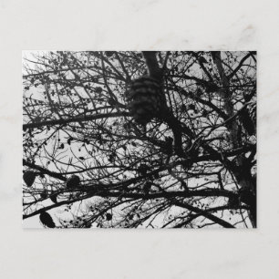 Aangepaste Natuur Briefkaart Wildlife Foto