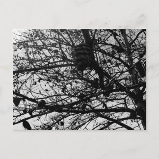 Aangepaste Natuur Briefkaart Wildlife Foto