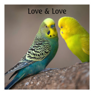 Aangepaste papegaai Afbeelding Liefde tekst Foto V Afdruk