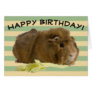 Aangepaste Pastel Strepen Schattige Cavia Foto