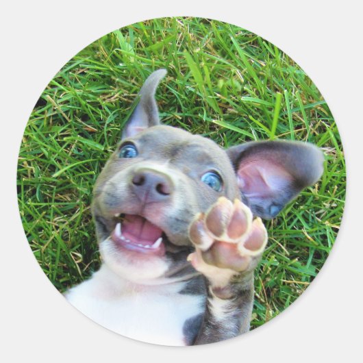 Aangepaste persoonlijke foto-uppy Dog Birthday Par Ronde Sticker (Voorkant)