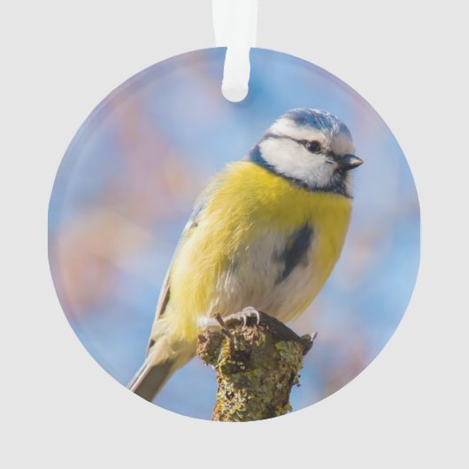 Aangepaste Schattige Blauw Geel Vogel Foto Geperso Ornament (achterkant)