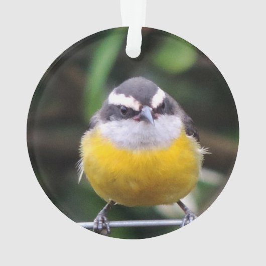 Aangepaste Schattigee gele borstvogel foto geperso Ornament (achterkant)