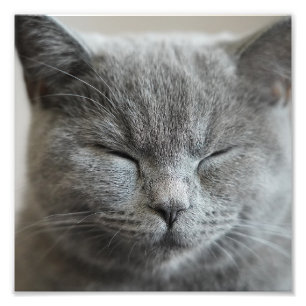 Aangepaste Schattigee Grijs Kat Gezicht Foto Afdruk
