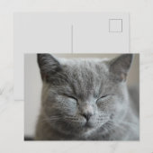 Aangepaste Schattigee Grijs Kat Gezicht Foto Briefkaart (Voorkant / Achterkant)