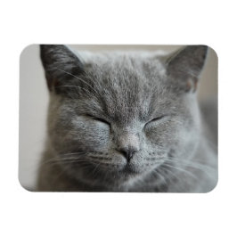 Aangepaste Schattigee Grijs Kat Gezicht Foto Magneet