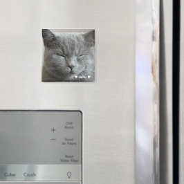 Aangepaste Schattigee Grijs Kat Gezicht Fotomagnee Magneet