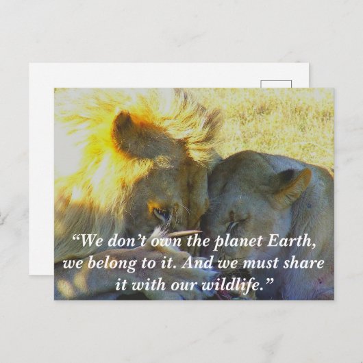 Aangepaste slogan/Conservation Lion Feast Feestdagenkaart (Voorkant / Achterkant)