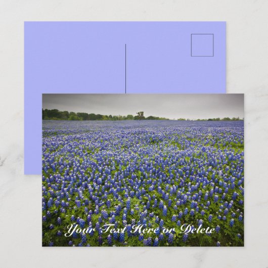 Aangepaste tekst Blauwe lente Blauwbonnetjes Texas Briefkaart (Voorkant / Achterkant)