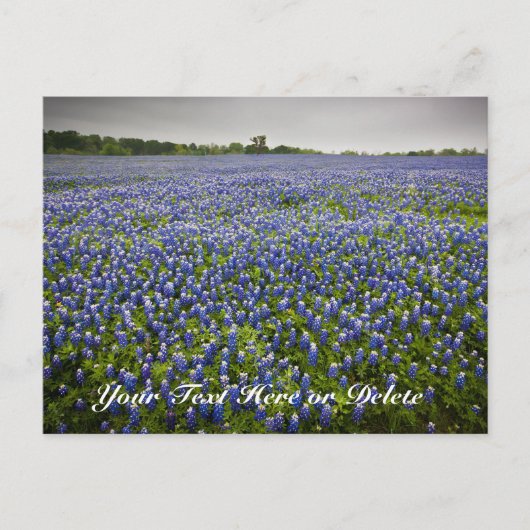 Aangepaste tekst Blauwe lente Blauwbonnetjes Texas Briefkaart (Voorkant)