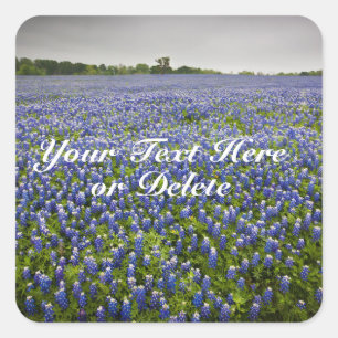 Aangepaste tekst Blauwe lente Blauwbonnetjes Texas Vierkante Sticker