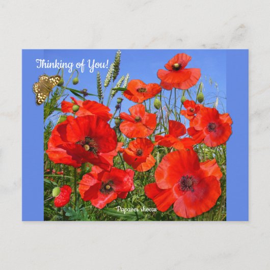 Aangepaste tekst voor kleurrijke rode papavervelde briefkaart (Voorkant)