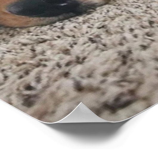 Aangepaste twee labs en een kat Poster (Hoek)