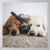 Aangepaste twee labs en een kat Poster (Voorkant)