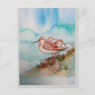 Aangepaste Waterverf Sandpiper Shore Beach Bird Ar Briefkaart