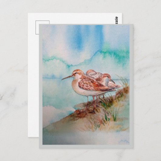 Aangepaste Waterverf Sandpiper Shore Beach Bird Ar Briefkaart (Voorkant / Achterkant)