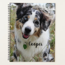 Aangepersonaliseerde Merle Australian Shepherd Pup