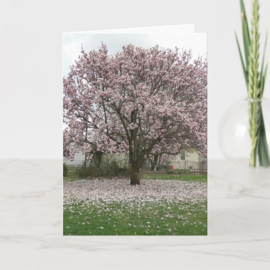 Aankomst van de Lente, Magnolia Tulip Tree Kaart (Voorkant)