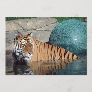 aankondiging van Bengal Tiger