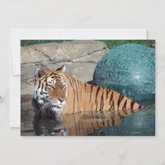 aankondiging van Bengal Tiger (Voorkant)