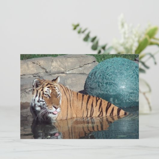  aankondiging van Bengal Tiger (Staand voorkant)