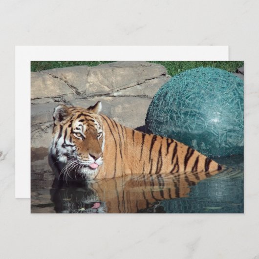  aankondiging van Bengal Tiger (Voorkant / Achterkant)