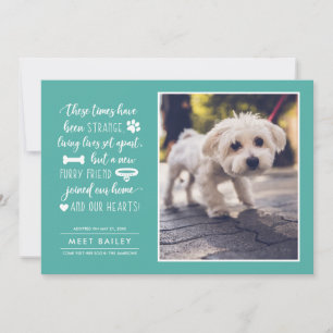 Aankondiging van de foto van Strange Times New Pet