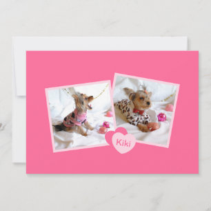 Aankondiging van nieuwe adoptie van gezelschapsdie