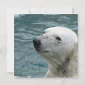 Aankondiging van poolprofiel Beer (Voorkant)