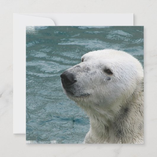 Aankondiging van poolprofiel Beer (Voorkant)