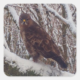 Aanpasbare Buizerd op Besneeuwde Tak Besneeuwd Bos Vierkante Sticker
