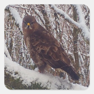 Aanpasbare Buizerd op Besneeuwde Tak Besneeuwd Bos Vierkante Sticker