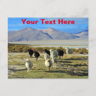 Aanpasbare Chileense schapen ansichtkaart Briefkaart