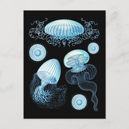 Aanpasbare Haeckel kwal Briefkaart (Voorkant)