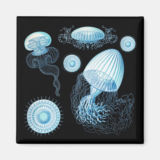 Aanpasbare Haeckel kwal Magneet (Voorkant)