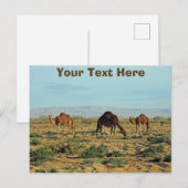 Aanpasbare kamelen, Tunesië Briefkaart (Voorkant / Achterkant)